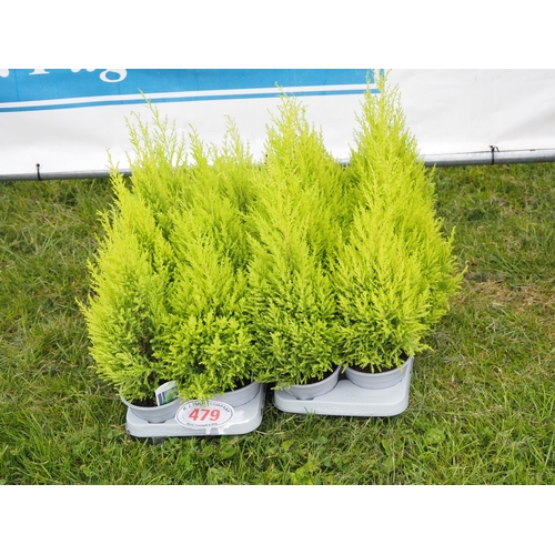 479 - Cupressus - 16