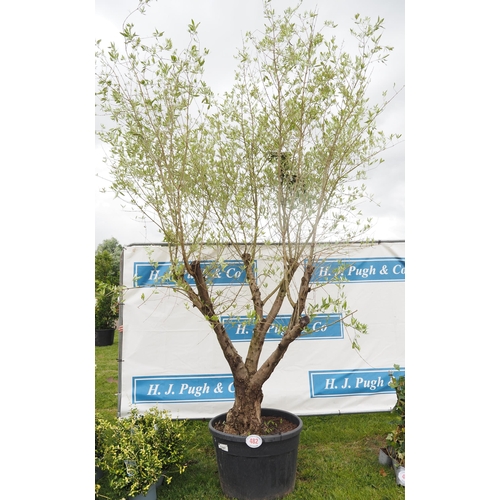 482 - Specimen Olive tree 11ft - 1