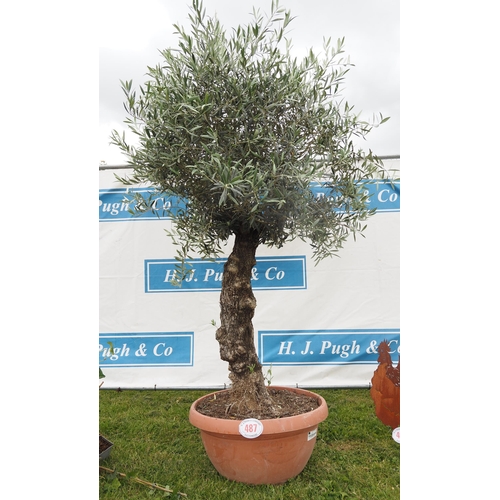 487 - Ancient Olive tree 7ft - 1