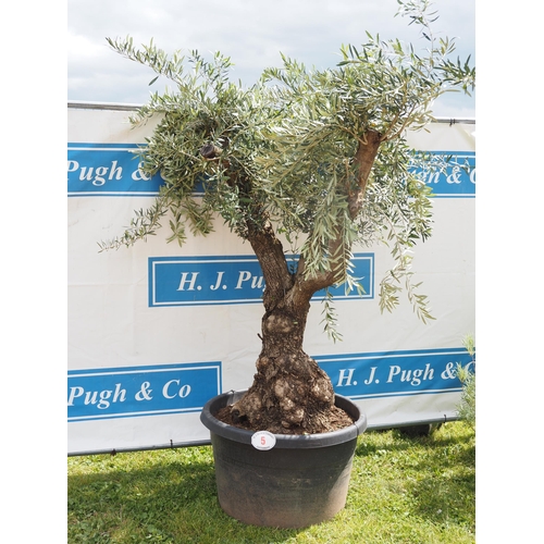 5 - Ancient Olive tree 7ft - 1