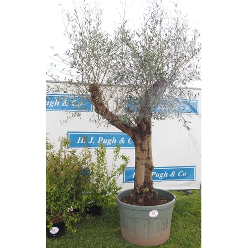 54 - Specimen Olive tree 10ft - 1