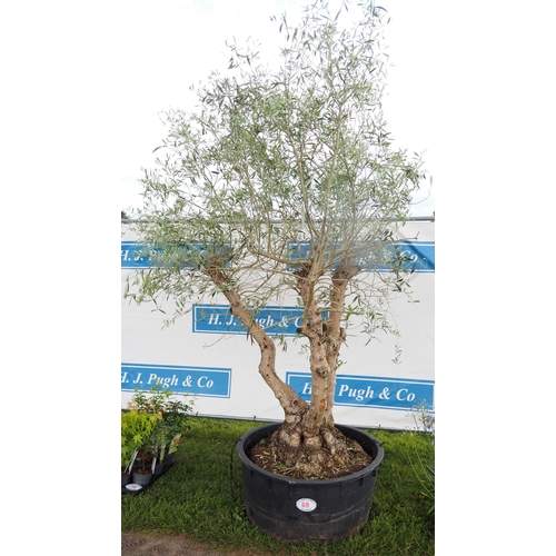 69 - Ancient Olive tree 8ft - 1