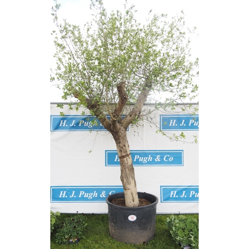 78 - Specimen Olive tree 10ft - 1