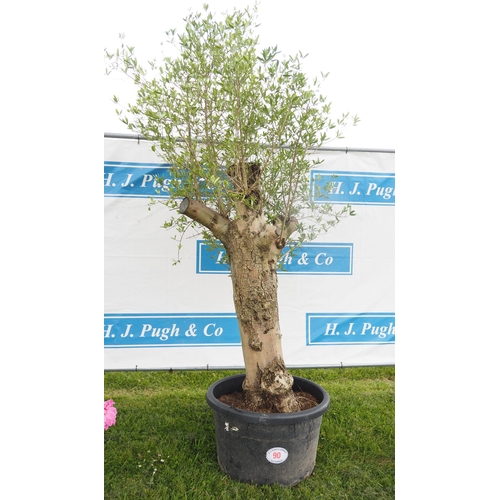 90 - Specimen Olive tree 8ft - 1