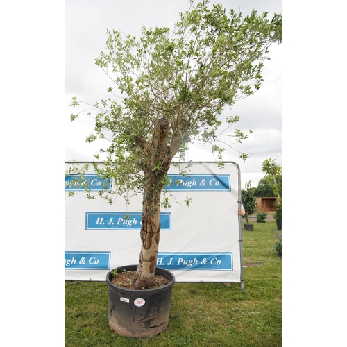 490 - Specimen Olive tree 12ft - 1