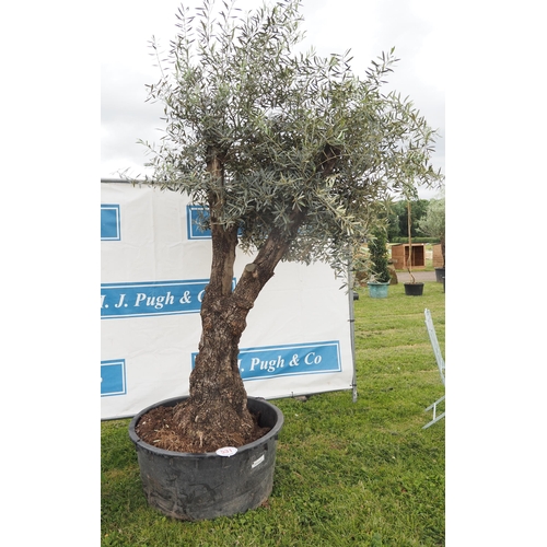 531 - Ancient Olive tree 11ft - 1