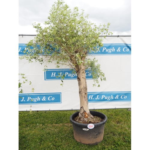 534 - Standard Olive tree 8ft - 1