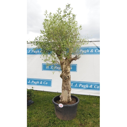 538 - Specimen Olive tree 8ft - 1