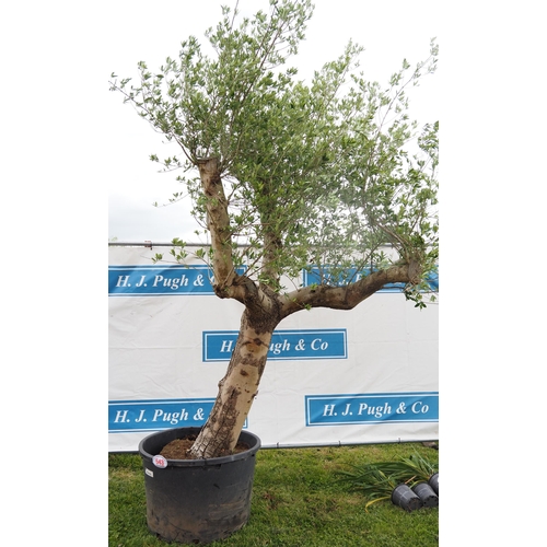 543 - Specimen Olive tree 12ft - 1