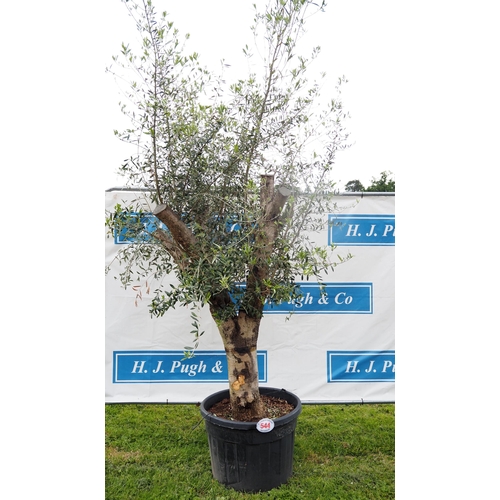 544 - Specimen Olive tree 10ft - 1