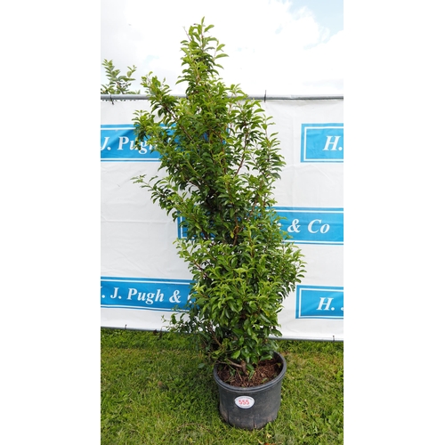 555 - Portuguese Laurel 7ft - 1