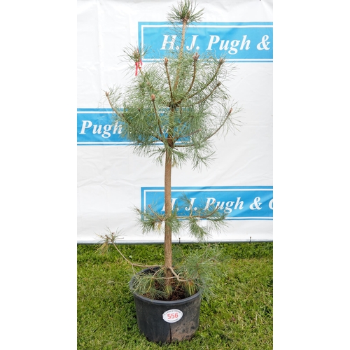 556 - Scots pine 6ft - 1