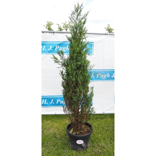 557 - Common Juniper 6ft - 1