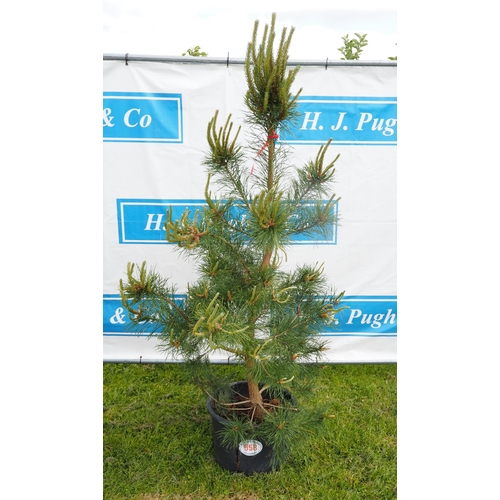 558 - Scots pine 6ft - 1