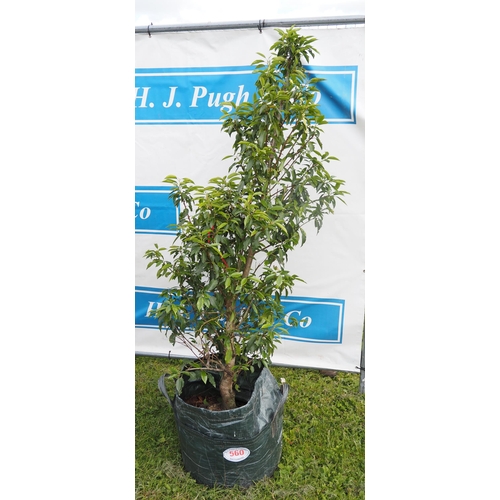 560 - Portuguese Laurel 6ft - 1