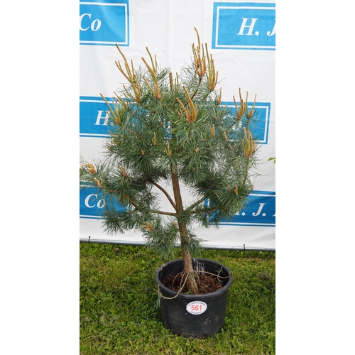 561 - Scots pine 5ft - 1