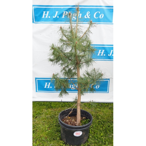 562 - Scots pine 5ft - 1