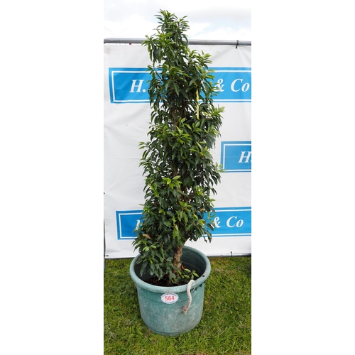 564 - Portuguese Laurel 6ft - 1