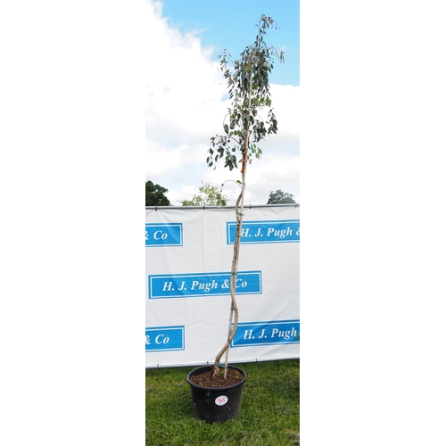 565 - Eucalyptus tree 12ft - 1