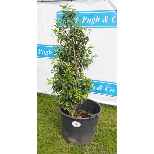 566 - Portuguese Laurel 5ft - 1