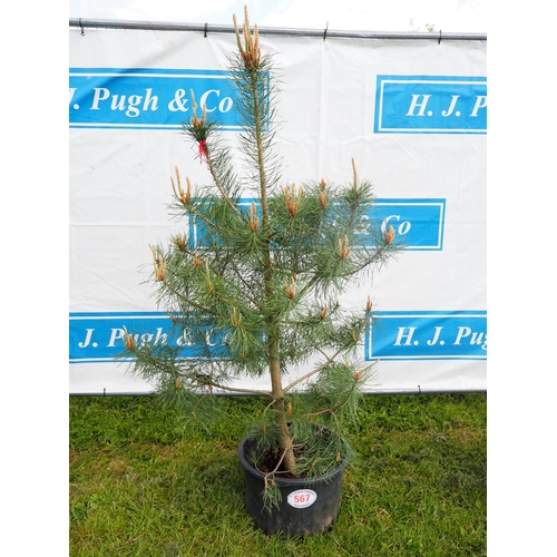 567 - Scots pine 5ft - 1