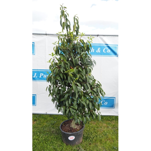 568 - Portuguese Laurel 6ft - 1