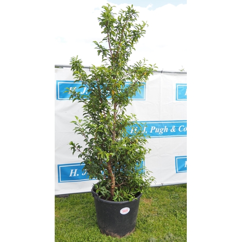 569 - Portuguese Laurel 8ft - 1