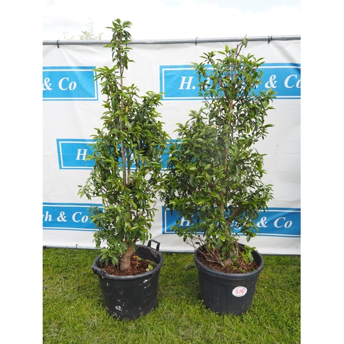 570 - Portuguese Laurel 6ft - 2