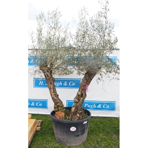 580 - Ancient Olive tree 8ft - 1
