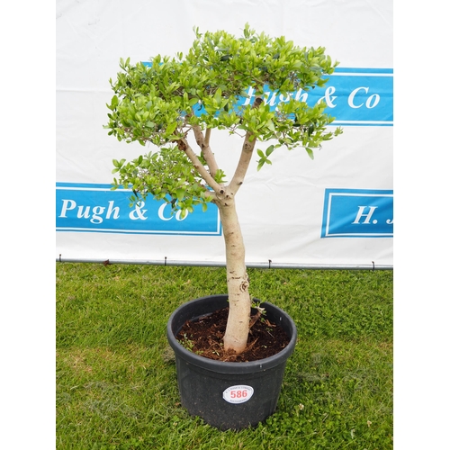 586 - Standard Olive tree 5ft - 1