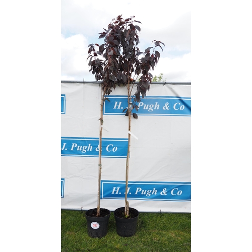 587 - Prunus Royal Burgundy 8ft - 2