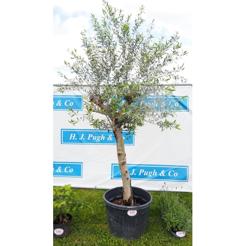 595 - Standard Olive tree 8ft - 1