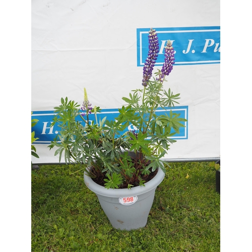 598 - Large Lupin - 1