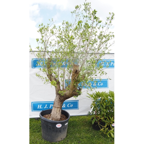 600 - Specimen Olive tree 10ft - 1