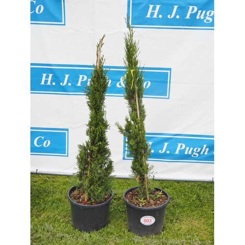 603 - Thuja - 2