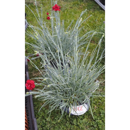 612 - Dianthus - 2