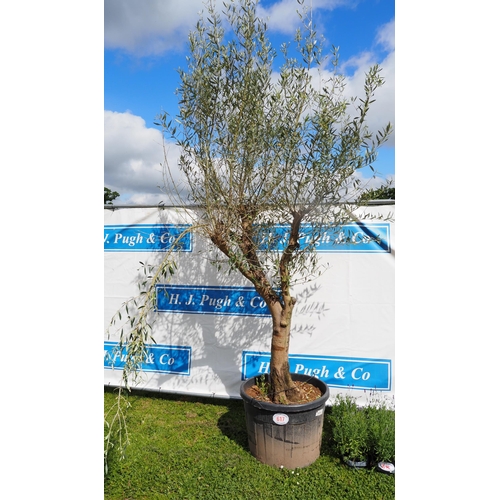 617 - Standard Olive tree 12ft - 1