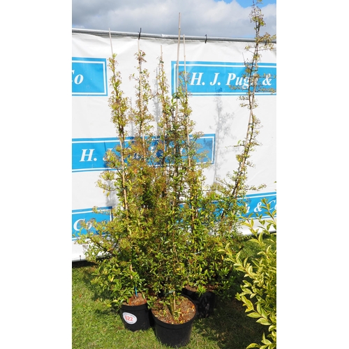 622 - Fan trained Pyracantha - 6