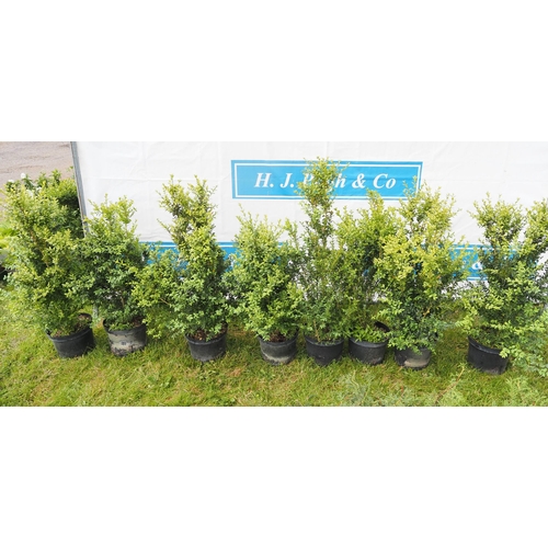 624 - Buxus - 8