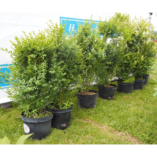 625 - Buxus - 7