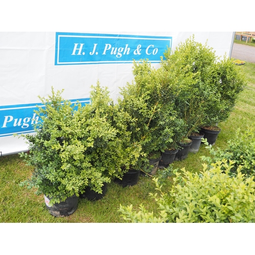 626 - Buxus - 8