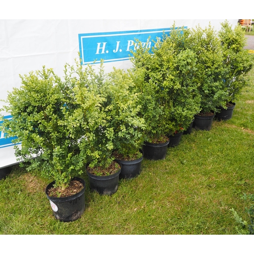 627 - Buxus - 8