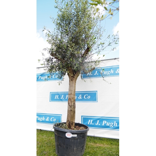 659 - Specimen Olive tree 11ft - 1
