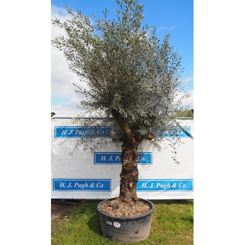 676 - Ancient Olive tree 12ft - 1