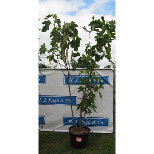 162 - Large Fig tree 10ft - 1