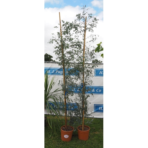 163 - Eucalyptus 10ft - 2