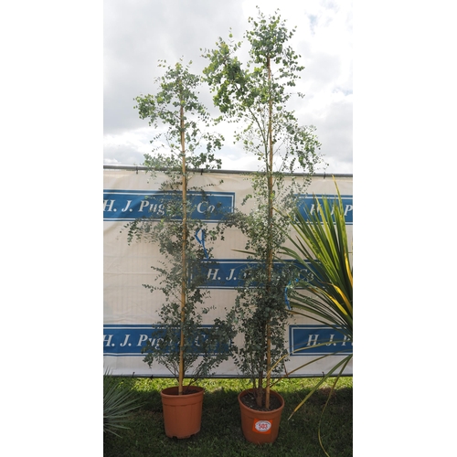 503 - Eucalyptus 10ft - 2