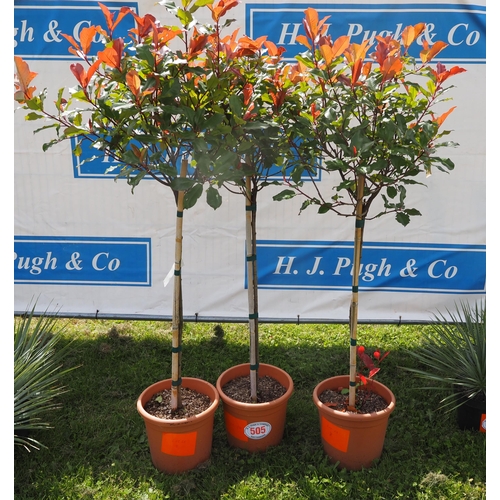 505 - Standard Photinia 5ft - 3