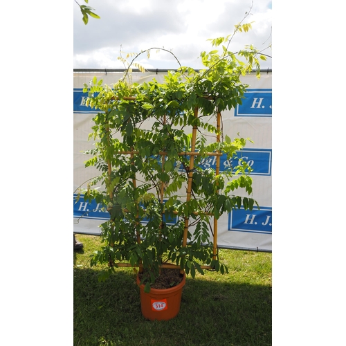 514 - Framed Wisteria 6ft - 1