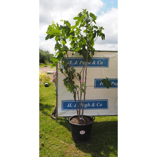 515 - Fig tree - 10ft